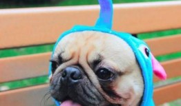 巴哥最新爆料事件新闻,揭秘娱乐圈惊人内幕